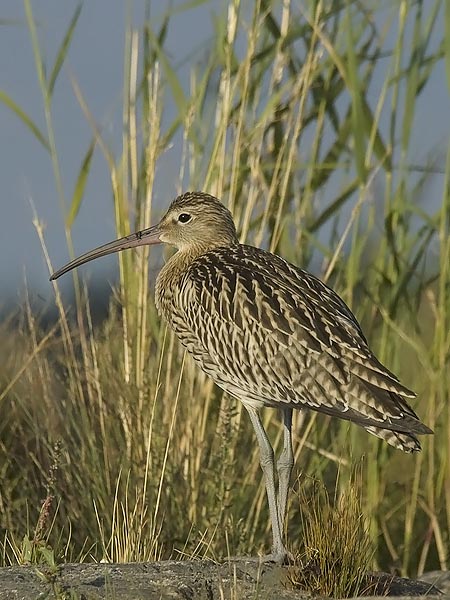 Kuovi, Eurasian Curlew, Numenius arquata